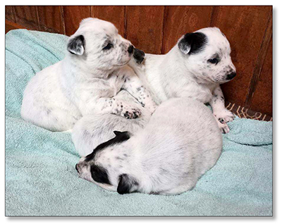 AUSTRALIAN CATTLE DOG PUPS For Sale!