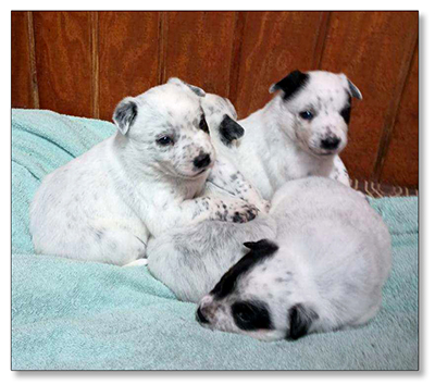 AUSTRALIAN CATTLE DOG PUPS For Sale!