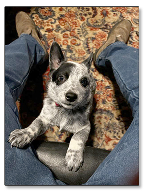 AUSTRALIAN CATTLE DOG PUPS For Sale!