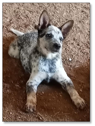 AUSTRALIAN CATTLE DOG PUPS For Sale!