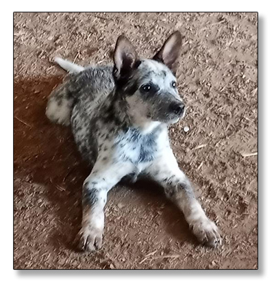 AUSTRALIAN CATTLE DOG PUPS For Sale!