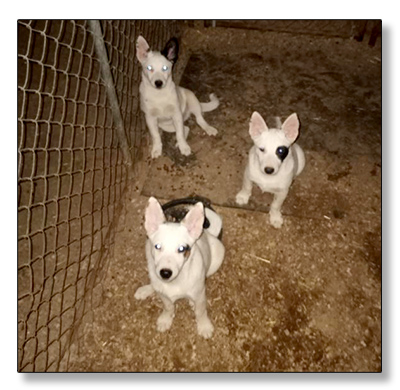 AUSTRALIAN CATTLE DOG PUPS For Sale!