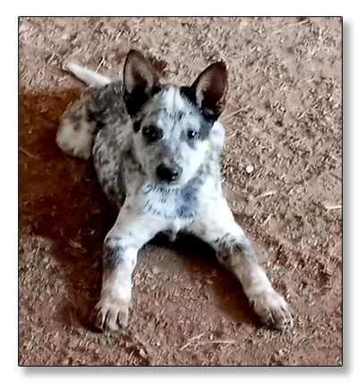 AUSTRALIAN CATTLE DOG PUPS For Sale!