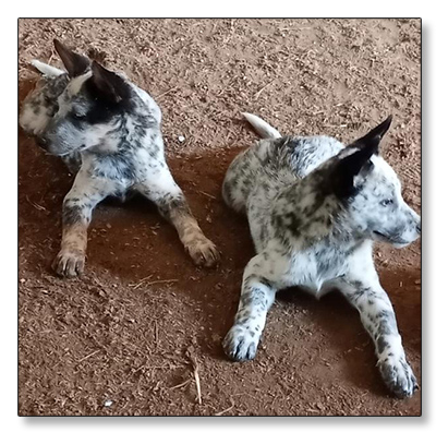 AUSTRALIAN CATTLE DOG PUPS For Sale!