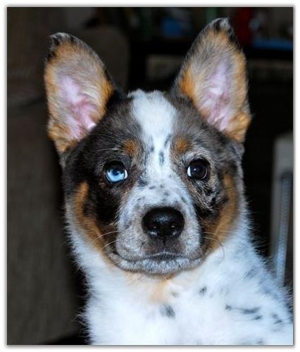 American Heeler Female For Sale