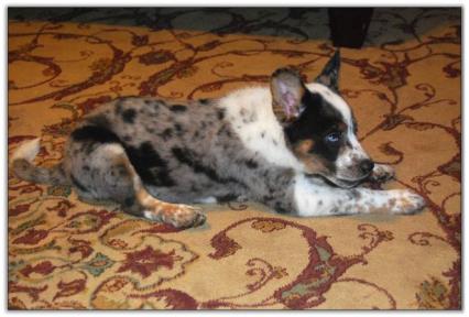 American Heeler Female For Sale