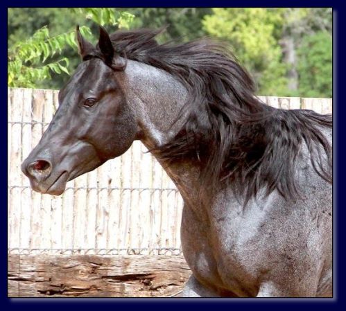 15.1 Hand Homozygous Blue/Roan Stallion.
Great temperament. 
Sire is ¾ brother to the 2009 Head, Heal, and Calf Horse of the Year.

$500 stud fee.