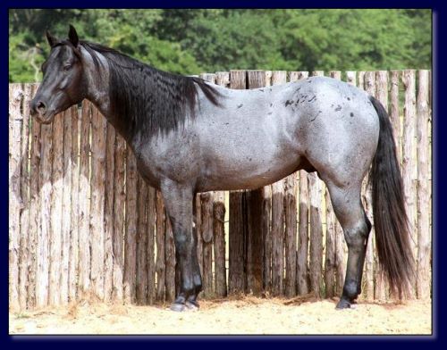 15.1 Hand Homozygous Blue/Roan Stallion.
Great temperament. 
Sire is ¾ brother to the 2009 Head, Heal, and Calf Horse of the Year.

$500 stud fee.