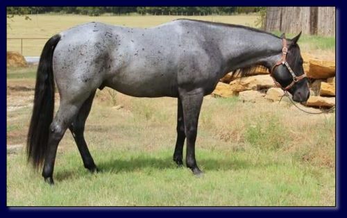 15.1 Hand Homozygous Blue/Roan Stallion.
Great temperament. 
Sire is ¾ brother to the 2009 Head, Heal, and Calf Horse of the Year.

$500 stud fee.