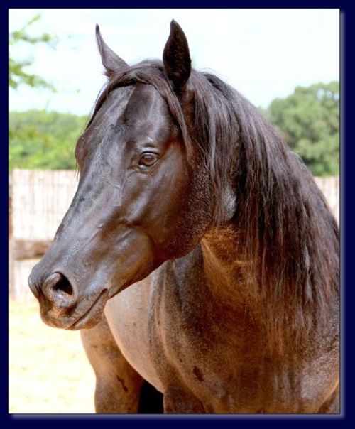 15.1 Hand Homozygous Blue/Roan Stallion.
Great temperament. 
Sire is ¾ brother to the 2009 Head, Heal, and Calf Horse of the Year.

$500 stud fee.