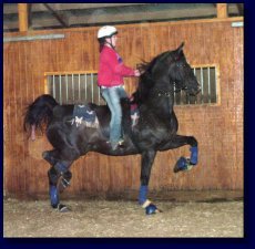 Black American Saddlebred Gelding w/Amy Deal, up