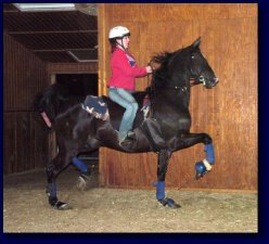 Black American Saddlebred Gelding w/Amy Deal, up