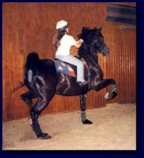 Black American Saddlebred w/Maria Rogers,up