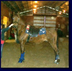 Copper, American Saddlebred Pleasure/Academy or Superior Lesson Horse