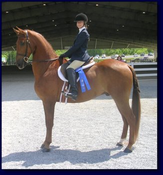 Copper Coin, American Saddlebred Pleasure/Academy or Superior Lesson Horse