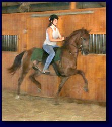 Copper, American Saddlebred Pleasure/Academy or Superior Lesson Horse