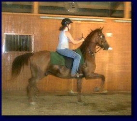 Copper, American Saddlebred Pleasure/Academy or Superior Lesson Horse