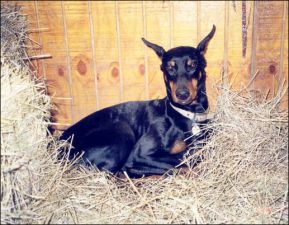 Peavine Creek Farm