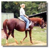 Peavine Creek Saddlebred Horse Farm - Horses we have sold - American ...
