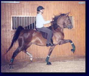 Sand's Incredible Heiress, aka Gracie with new owner, Ingrid Foxall