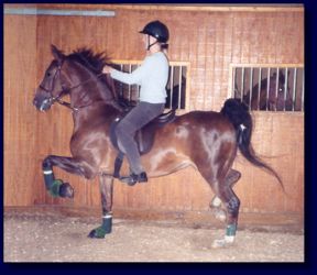 Sand's Incredible Heiress, aka Gracie with new owner, Ingrid Foxall