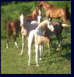 Pasture Buddies