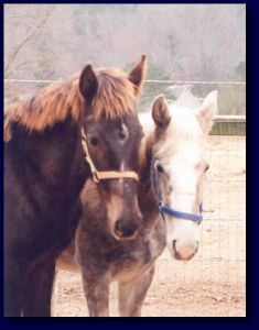 Half Saddlebred Weanlings 4 sale