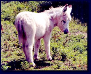 Moon Pie, Miniature/Standard Donkey Cross Jennet