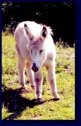 Moon Pie, Miniature/Standard Donkey Cross Jennet