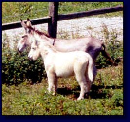 Moon Pie, Miniature/Standard Donkey Cross Jennet