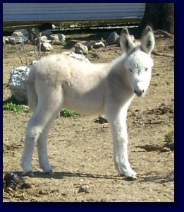 Moon Pie, Miniature/Standard Donkey Cross Jennet