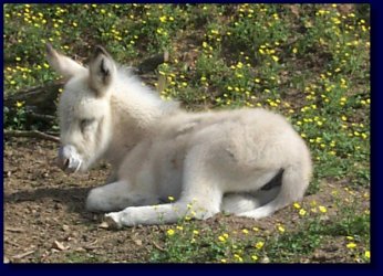 Moon Pie, Miniature/Standard Donkey Cross Jennet