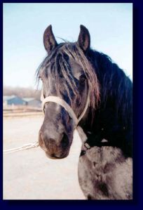 Draft/Percheron Mare