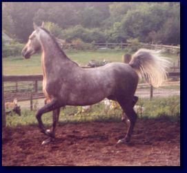 We give our horses "playtime"