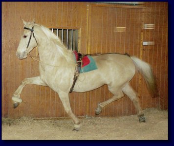 American Saddlebred Palomino Mare For Sale