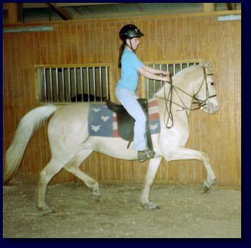 American Saddlebred Palomino Mare For Sale