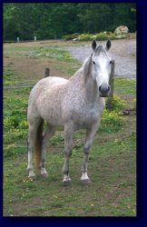 Grey Thoroughbred/Quarter Horse Cross, Sabor