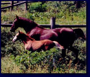 Waltzing Matilda & foal, Lickity Split