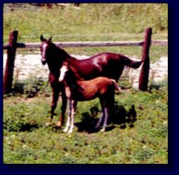 Waltzing Matilda & foal, Lickity Split